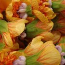 30 Mixed Colors FLOWERING MAPLE (Chinese Bell Flower) Abutilon Hybridum Shrub Bush Small Tree Seeds