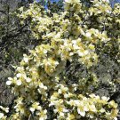 40 STANSBURY CLIFFROSE Purshia Stansburiana Cliff Rose Native Desert Shrub White & Yellow Flower See