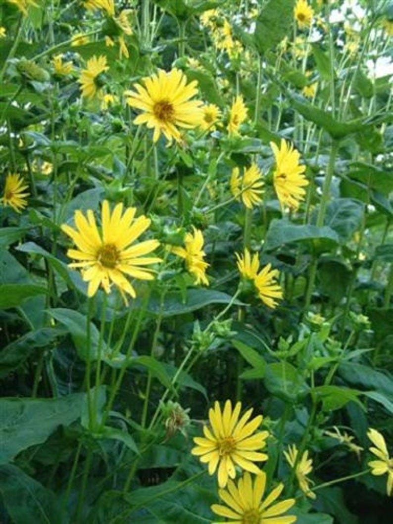 10 Yellow COMPASS PLANT Silphium Laciniatum Prairie Compassplant 4"" Flower Seeds