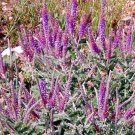 100 Purple LEAD PLANT Amorpha Canescens Wild Tea Flower Seeds