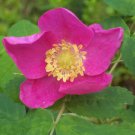 15 PRAIRIE ROSE Bright Pink Arkansas Rosa Arkansana Flower Seeds