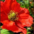 100 RED CALIFORNIA POPPY Eschscholzia Californica Flower Seeds