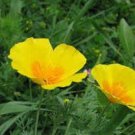 1000 DWARF Yellow CALIFORNIA Tufted POPPY Eschscholzia Caespitosa Flower Seeds