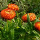100 ORANGE DOUBLE STRAWFLOWER Helichrysum Monstrosum Flower Seeds