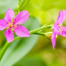 150 FAME FLOWER Jewels of Opar Talinum Paniculatum Portulaca Patens Fameflower Vegetable Leaf Seeds