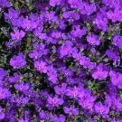 200 CRYSTAL PALACE LOBELIA Regatta Purple Blue Lobelia Erinus Flower Seeds