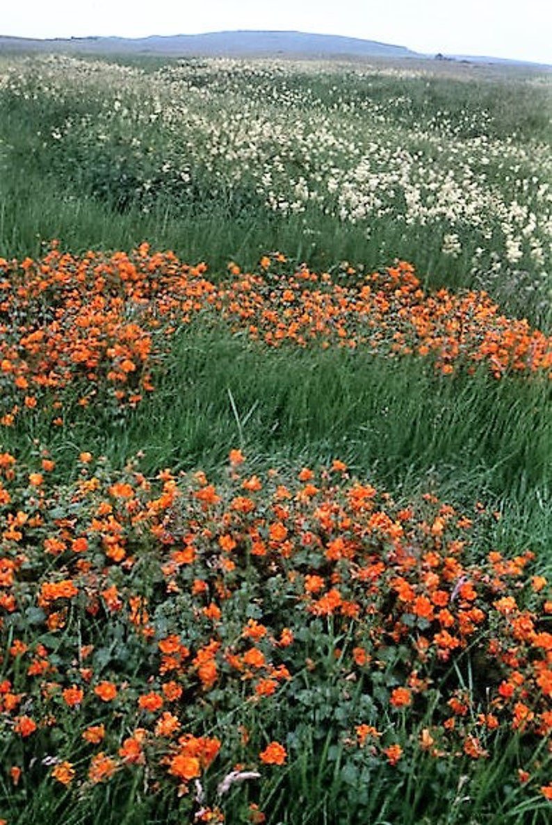100 Twinkle ORANGE MONKEY FLOWER Mimulus Seeds