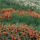 100 Twinkle ORANGE MONKEY FLOWER Mimulus Seeds