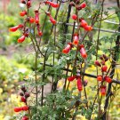 50 MIXED GLORY VINE Eccremocarpus Scaber Chilean Glory Vine Red Pink Orange Yellow Flower Seeds