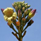 20 INDIAN TRUMPET Flower TREE (Midnight Horror / Broken Bones Plant / Tree of Damocles) Oroxylum Ind