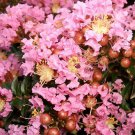 35 Light PINK CREPE MYRTLE Crape Tree Shrub Lagerstroemia Indica Flower Seeds