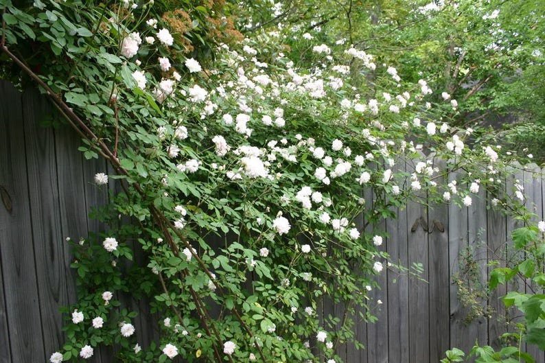 5 WHITE CLIMBING ROSE Rosa Bush Vine Climber Fragrant Butterfly Flower Seeds