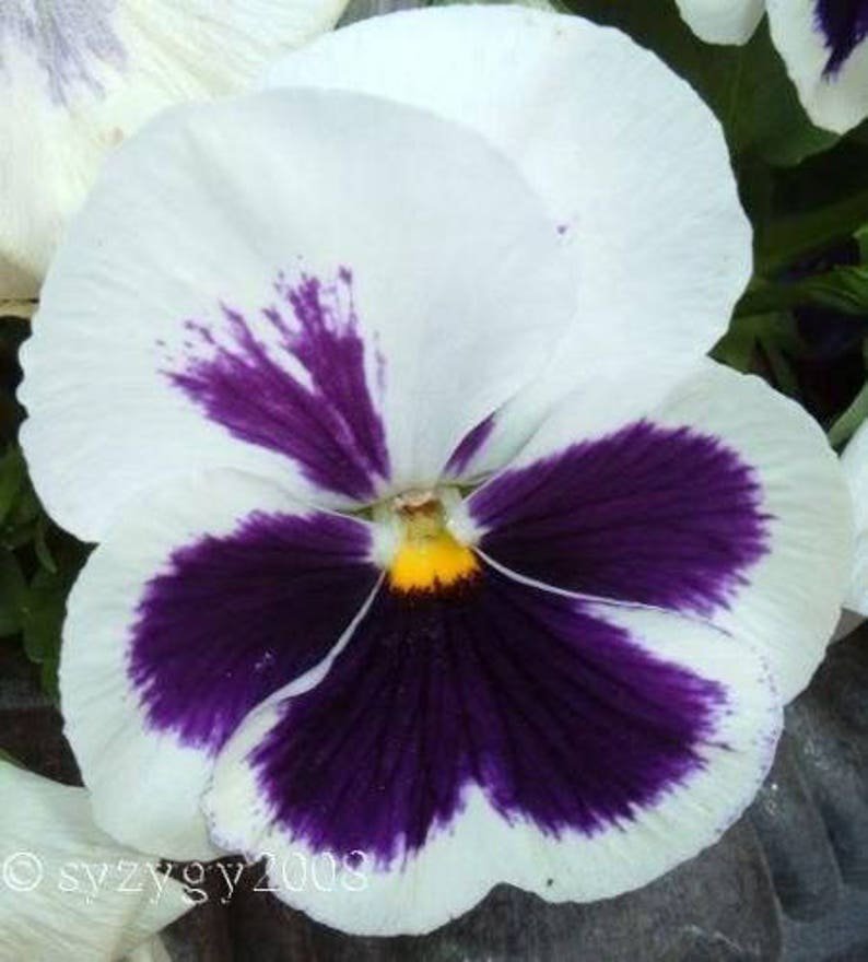 50 WHITE & PURPLE PANSY Violet Viola Wittrockiana Flower Seeds