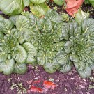 1000 TATSOI Brassica Rapa Rosularis Tat Soi Bok Spinach Mustard Vegetable Seeds
