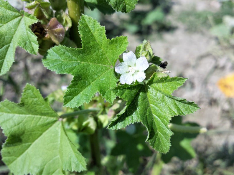 100 CHINESE MALLOW Malva Verticillata aka Musk or Cluster Mallow White Flower Dong Kui Zi Herb Mauve