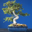 50 CHINESE ELM TREE (Lacebark) Ulmus Parvifolia Seeds