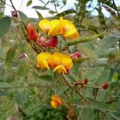 30 PIGEON PEA Dhal Gungo Puerto Rico Bean Cajanus Cajan Vegetable Seeds