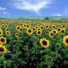 75 MAMMOTH GREY Stripe SUNFLOWER Helianthus Annuus Flower Seeds