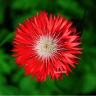 750 Red BACHELOR'S BUTTON / CORNFLOWER Centaurea Cyanus Flower Seeds