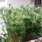 50 UMBRELLA PLANT CYPERUS Alternifolius Papyrus Grass Umbrella Palm Flower Seeds