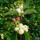 25 COMMON SNOWBERRY - WHITE Berries Pink Flowers Symphoricarpos Alba Shrub Seeds
