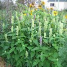 500 GIANT YELLOW HYSSOP Agastache Nepetoides Herb Flower Seeds