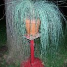 200 WEEPING LOVE GRASS Ornamental African Lovegrass Eragrostis Curvala Seeds