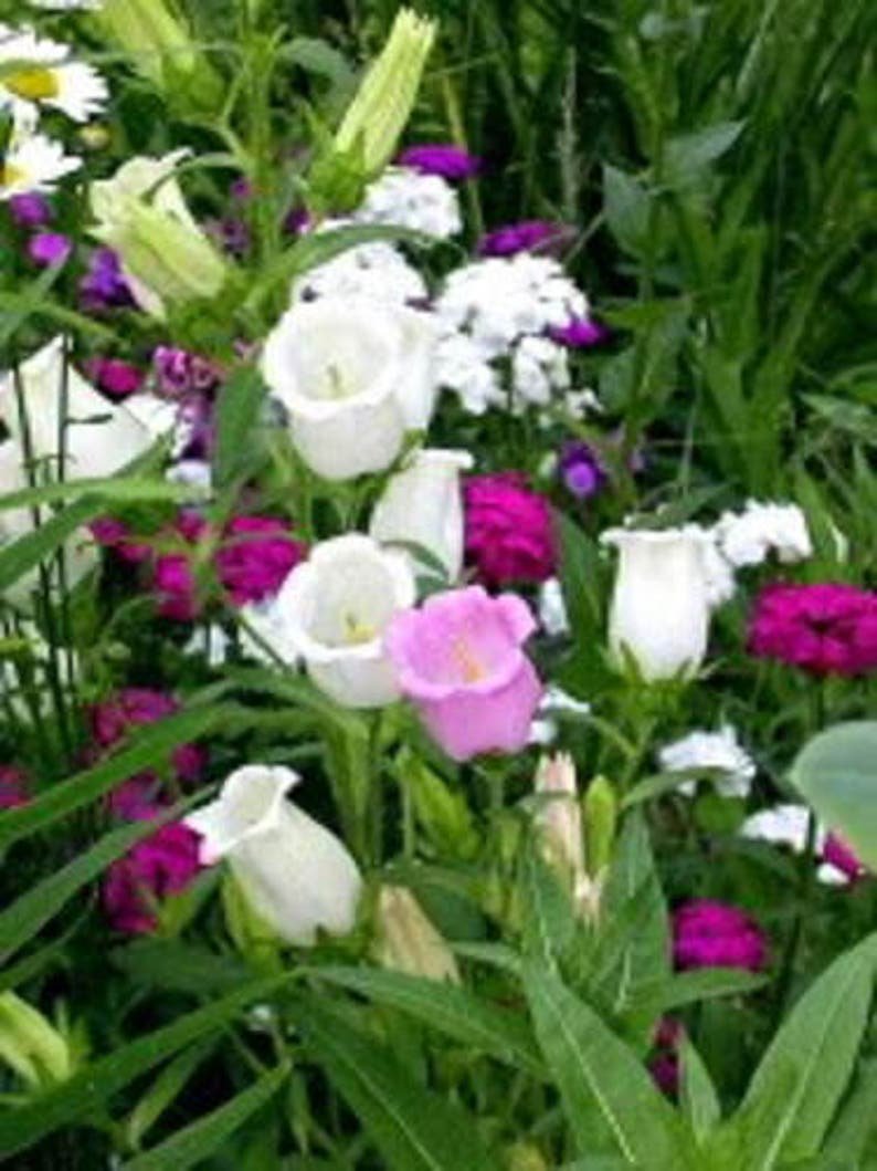 100 MIXED CANTERBURY BELLS - Crown Mix Campanula Medium Flower Seeds