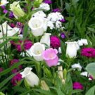 100 MIXED CANTERBURY BELLS - Crown Mix Campanula Medium Flower Seeds