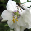 50 WHITE Polemonium Coeruleum JACOB'S LADDER Flower Seeds