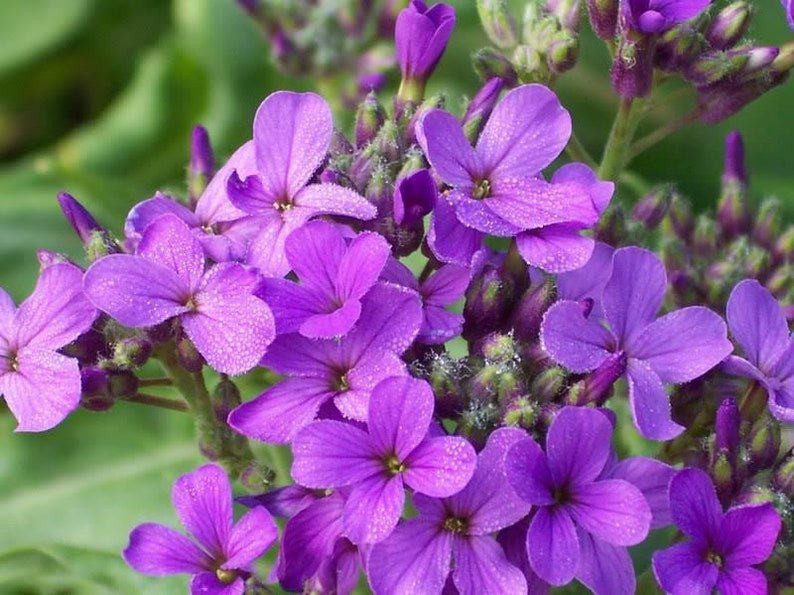 1500 DAMES ROCKET (Danask Violet) Hesperis Matronalis Dame's Purple Flower Seeds