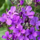 1500 DAMES ROCKET (Danask Violet) Hesperis Matronalis Dame's Purple Flower Seeds