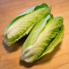 250 SUGAR LOAF ENDIVE Radicchio Escarole Cichorium Intybus Green Vegetable Seeds