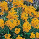 300 ENGLISH Aegean WALLFLOWER Cheiranthus Cheri Seeds