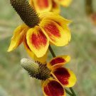 500 MEXICAN HAT Ratibida Columnaris Flower Seeds