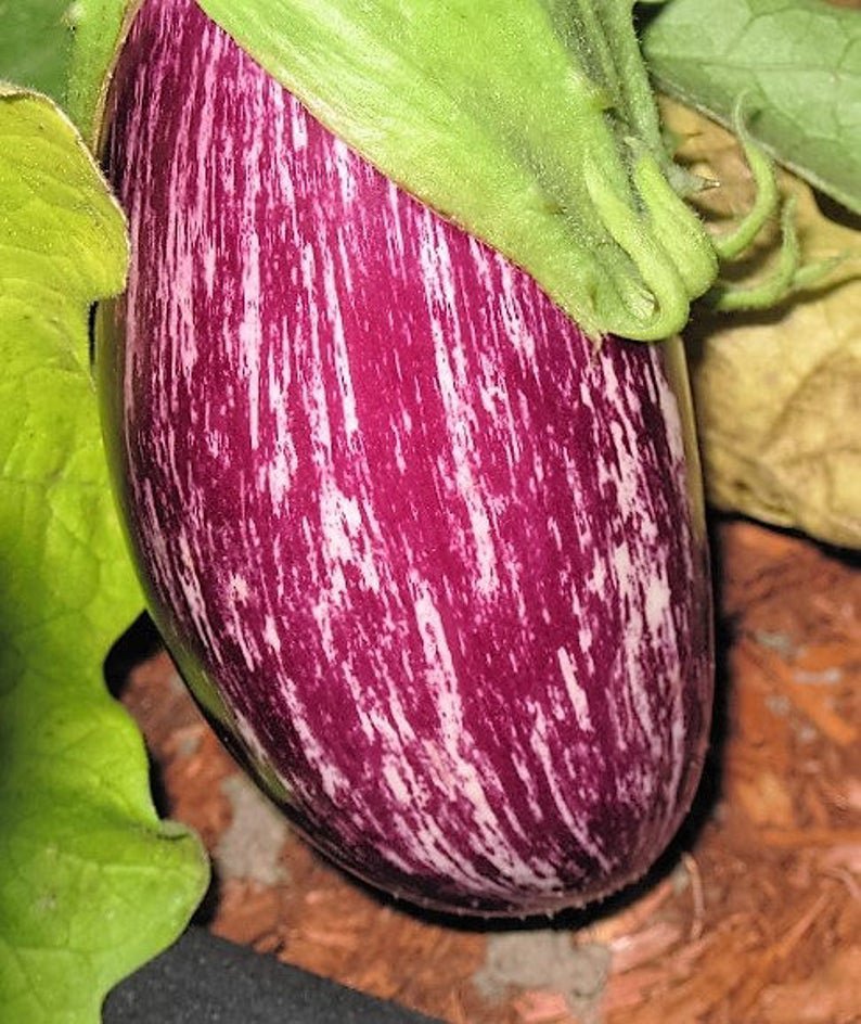 30 Pandora STRIPED ROSE EGGPLANT Solanum Melongena White Fruit Vegetable Seeds
