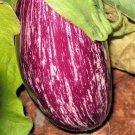 30 Pandora STRIPED ROSE EGGPLANT Solanum Melongena White Fruit Vegetable Seeds