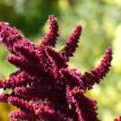 150 AMARANTHUS PYGMY TORCH (Prince of Wales Feather) Amaranthus Hypochondriacus Flower Seeds