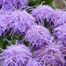100 Dwarf BLUE MINK AGERATUM Houstonianum Fuzzy Double West Indies Flower Seeds