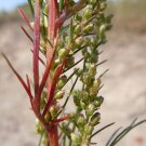 500 BEACH WORMWOOD Artemisia Caudata Silvermound Red Sagewort Herb Flower Seeds