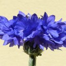 1000 Tall Blue BACHELOR'S BUTTON / CORNFLOWER Centaurea Cyanus Flower Seeds