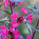 500 MIXED ELEGANT CLARKIA Mountain Garland Elegans Pink Purple Red Mix Flower Seeds