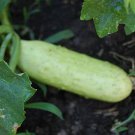 50 WHITE WONDER CUCUMBER Fruit Cucumis Sativus Seeds