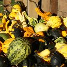 30 MIXED GOURD Lagenaria Siceraria Seeds