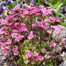 50 ROSE ROBE SAXIFRAGA Saxifraga Arendsii Mossy Rockfoil Evergreen Flower Seeds