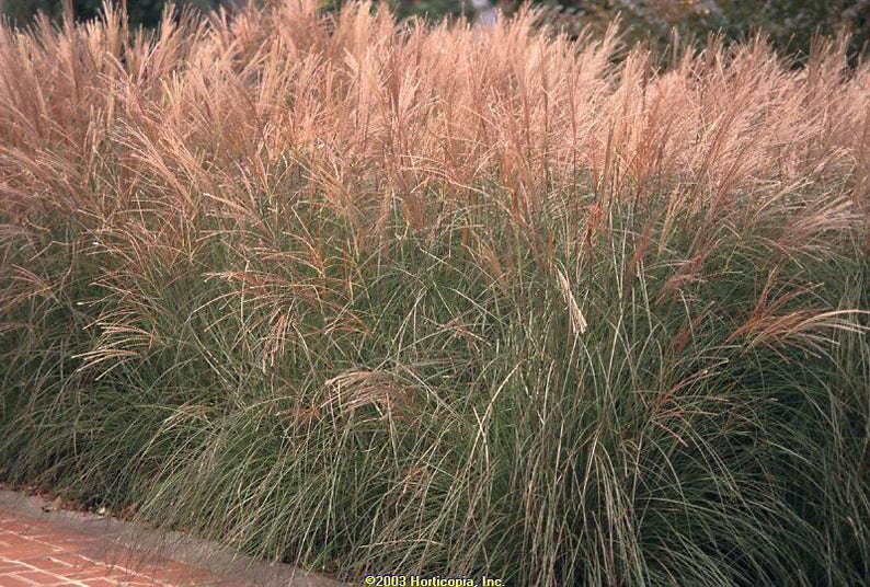 10 RED MAIDEN GRASS Miscanthus Sinensis Plumes Ornamental Flower Seeds