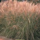 10 RED MAIDEN GRASS Miscanthus Sinensis Plumes Ornamental Flower Seeds