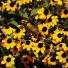 500 BROWN EYED SUSAN Rudbeckia Triloba Flower Seeds