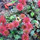 20 NEW ZEALAND BURRS Scarlet Piripiri Acaena Microphylla Flower Ground Cover Seeds