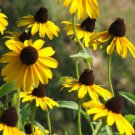 100 YELLOW CONEFLOWER Ratibida Pinnata Flower Seeds
